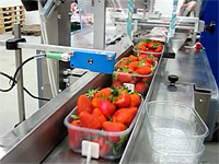 AHM 450 strawberries in a punnet