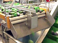 AVM 350 Avocados verpacken