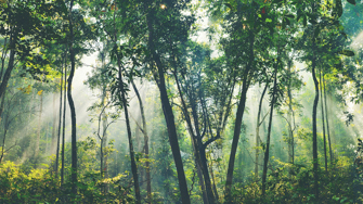Woods